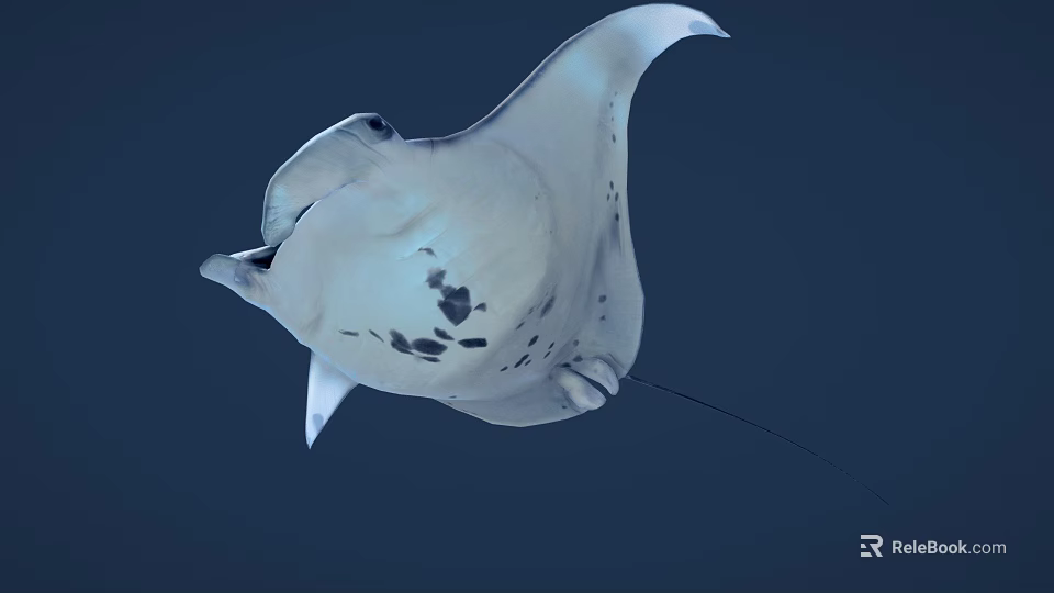 White Manta Ray With Black Spots Swimming In Deep Blue Ocean 3d model 