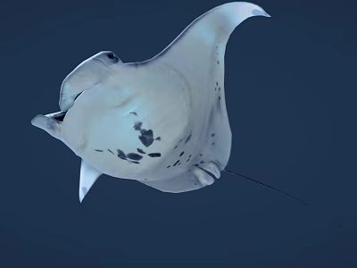 White Manta Ray With Black Spots Swimming In Deep Blue Ocean 3d model
