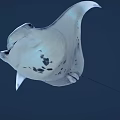 White Manta Ray With Black Spots Swimming In Deep Blue Ocean