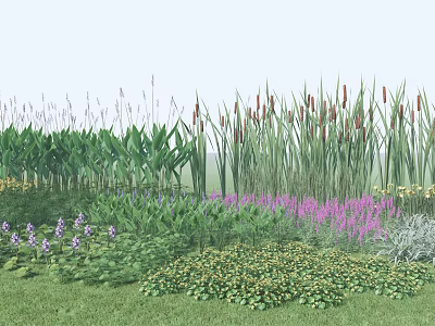 Aquatic Plants in Wetland Area Featuring Reeds Cattails Purple and Yellow Flowers 3d model