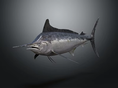 Marlin With Silver Body Long Bill And Large Dorsal Fin Swimming Underwater 3d model