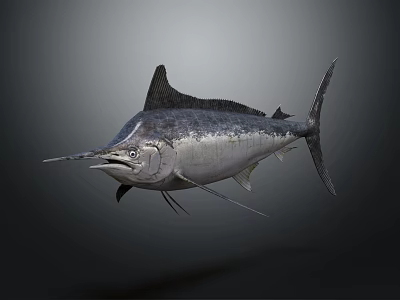 Marlin With Silver Body Long Bill And Large Dorsal Fin Swimming Underwater 3d model