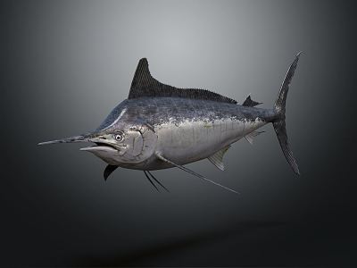 Modern Black Gunfish Dark Marlin 3d model