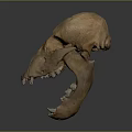 High Quality Anatomical Animal Skull Medical Device For Medical Education And Research