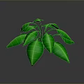 Lush Green Leafy Plant With Vibrant Fresh Leaves And Glossy Foliage