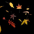 Beautiful Colorful Fall Leaves in Various Shapes Floating on Black Background