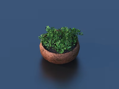 Healthy Bonsai Potted Plant With Green Foliage In Small Terracotta Pot On Dark Surface 3d model