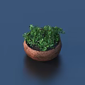 Healthy Bonsai Potted Plant With Green Foliage In Small Terracotta Pot On Dark Surface