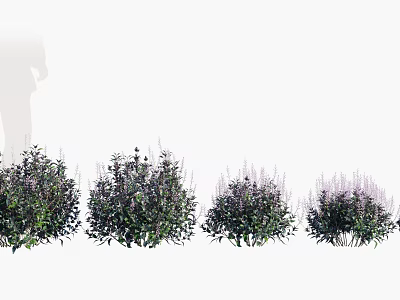 Different Varieties Of Shrubs With Purple Flowers And Green Foliage 3d model