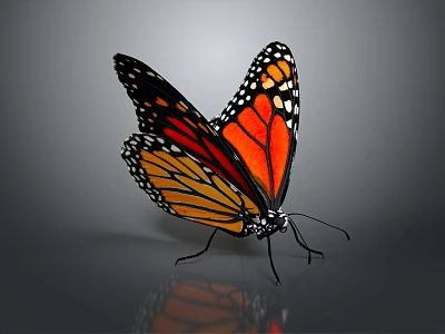 Vibrant Monarch Butterfly With Orange And Black Patterned Wings Spread On Gray Surface With Reflection 3d model