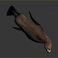 3D Rendered Realistic Sea Lion With Red Head Marking In Dark Background