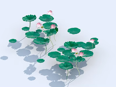 Beautiful Pink Lotus Flowers And Green Leaves Floating On Calm Water With Soft Shadows 3d model
