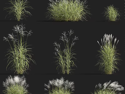 Diverse Types of Ornamental Shrubs with Various Foliage Heights and Textures 3d model