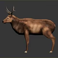 Realistic 3D Deer Model With Large Antlers Brown Coat And White Hooves