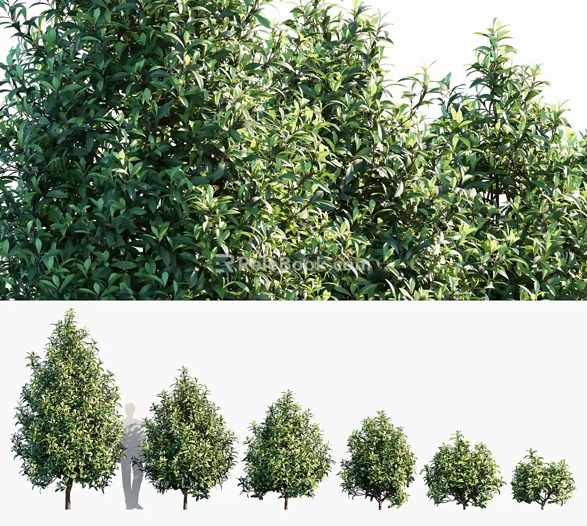 Modern Shrub Landscape Trees 3d model