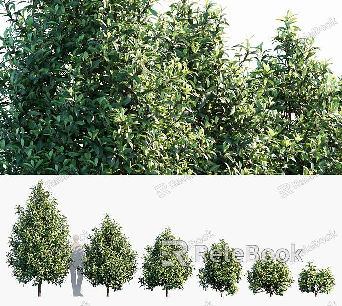 Modern Shrub Landscape Trees model