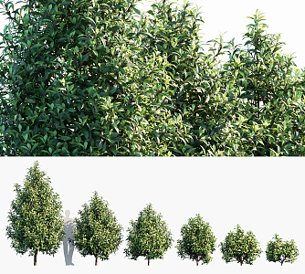 Modern Shrub Landscape Trees 3d model