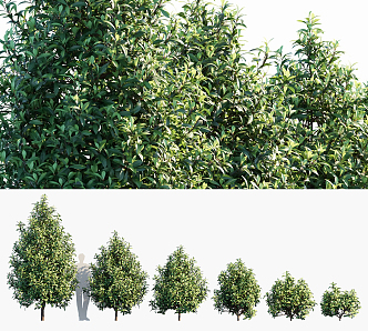 Modern Shrub Landscape Trees 3d model