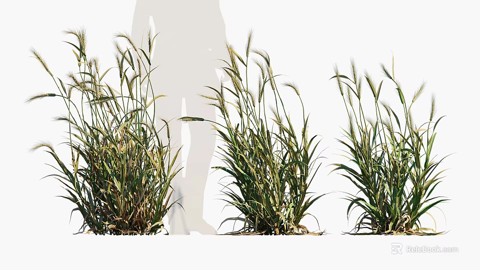 Healthy Crop Plants Growing In Field With Green Leaves And Tall Stems 3d model 