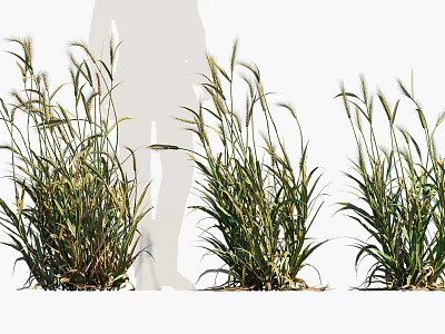 Healthy Crop Plants Growing In Field With Green Leaves And Tall Stems 3d model