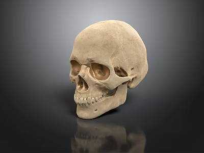 Detailed Human Skull Anatomical Structure Display On Dark Reflective Surface 3d model