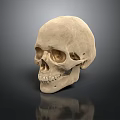 Detailed Human Skull Anatomical Structure Display On Dark Reflective Surface