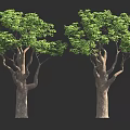Two Lush Green Trees With Thick Brown Trunks And Foliage Against Dark Background
