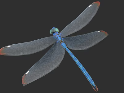 Detailed Blue Dragonfly With Green Head Transparent Wings And Orange Tipped Edges 3d model