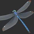 Detailed Blue Dragonfly With Green Head Transparent Wings And Orange Tipped Edges