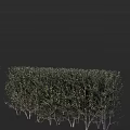Lush Green Bush With Dense Vibrant Leaves And Fresh Foliage In Garden Landscape