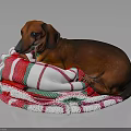 Brown Dachshund Lying On Cozy Red White Green Striped Blanket