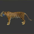 Tiger Side View With Orange And Black Stripes Gray Background And Ground Reflection