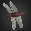 Purple Dragonfly With Red Eyes And Transparent Wings On Black Background 3d model