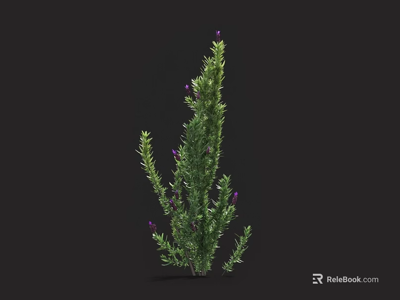 Lavender Plant With Purple Flowers Green Leaves Slender Stems Growing Upright In Garden 3d model 
