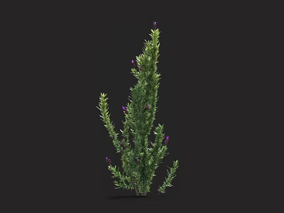 Lavender Plant With Purple Flowers Green Leaves Slender Stems Growing Upright In Garden 3d model