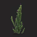 Lavender Plant With Purple Flowers Green Leaves Slender Stems Growing Upright In Garden