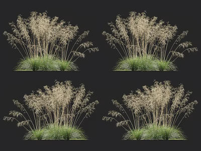 Ornamental Grass with Green Foliage and Feathery Plumes for Garden Decoration and Landscape Design 3d model