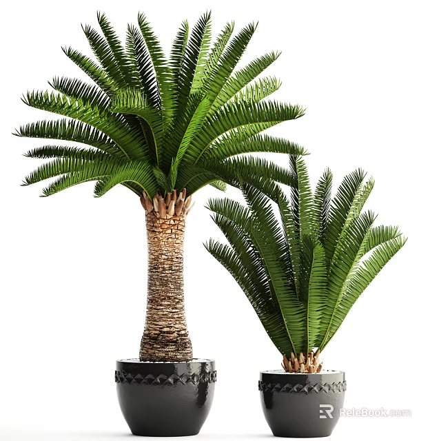 Bonsai Potted Cycad Plants With Green Feathery Leaves And Textured Trunks In Black Planters 3d model 