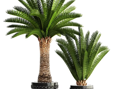 Bonsai Potted Cycad Plants With Green Feathery Leaves And Textured Trunks In Black Planters 3d model