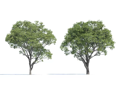 Two Tall Arbor Trees With Lush Green Foliage Isolated On White Background 3d model