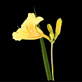 Yellow Blooming Flower With Buds Green Stem And Leaves In Vase On Black Background