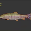 Colorful Spotted Rainbow Trout Fish With Yellow Fins On Dark Surface