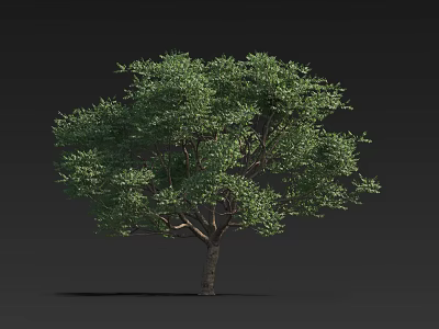 Lush Green Arbor with Dense Foliage and Brown Trunk Against Dark Background 3d model
