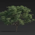 Lush Green Arbor with Dense Foliage and Brown Trunk Against Dark Background