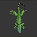 Green Iguana With Vibrant Color Orange Frills And Striped Tail On Dark Background
