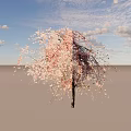 Weeping Cherry Arbor With Pink Blossoms And Hanging Branches In Bloom