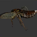 Detailed Cicada With Transparent Wings Red Eyes And Intricate Body Texture