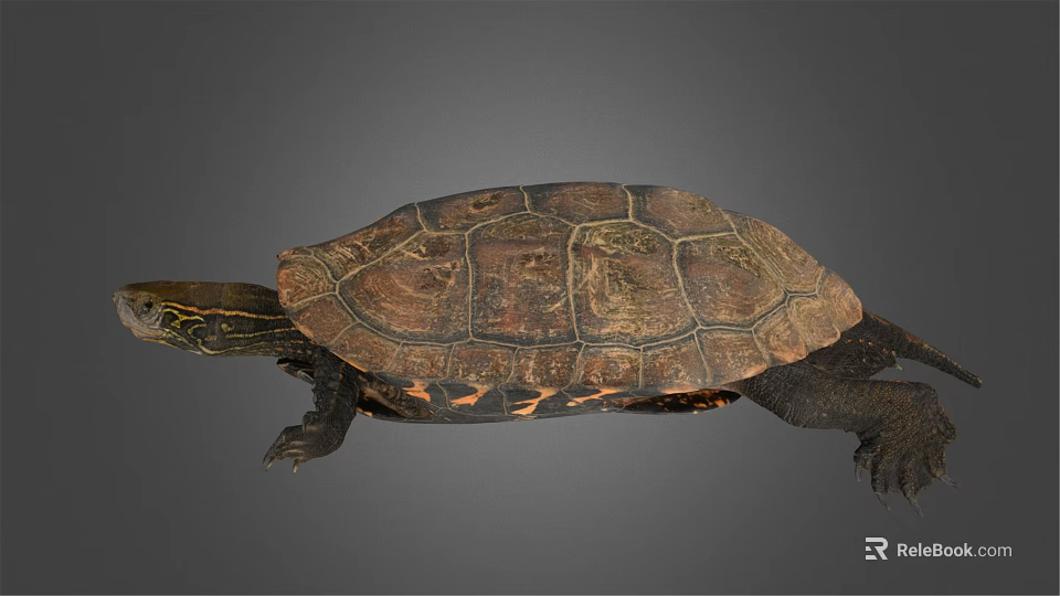 Brown Carapace Turtle With Intricate Patterns And Extended Limbs On Gray Background 3d model