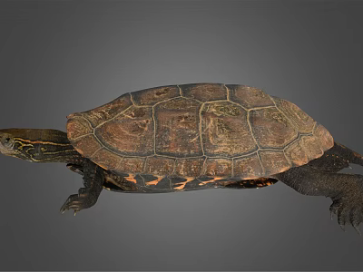 Brown Carapace Turtle With Intricate Patterns And Extended Limbs On Gray Background 3d model