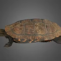 Brown Carapace Turtle With Intricate Patterns And Extended Limbs On Gray Background 3d model